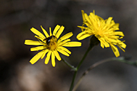 Hieracium glaucinum